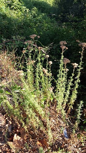 Achillea ligustica